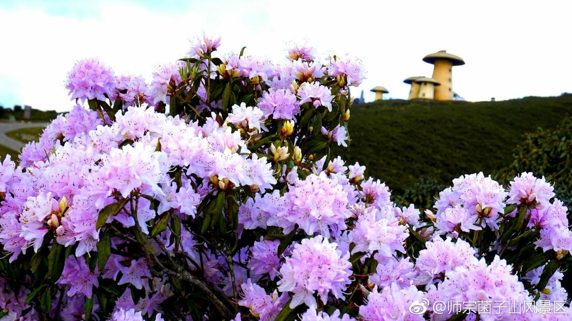 ks业务代低价微信付款：快速微信付款低价渠道安全操作指南_全网最低价ks